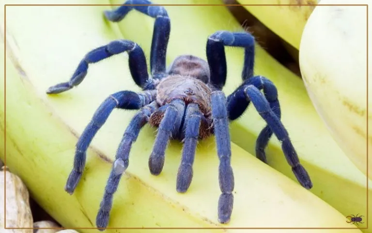16784 cobalt blue tarantula feeding