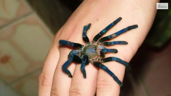 16784 cobalt blue tarantula humidity