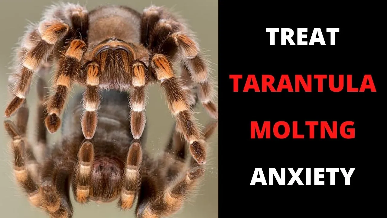 16786 misting tarantula