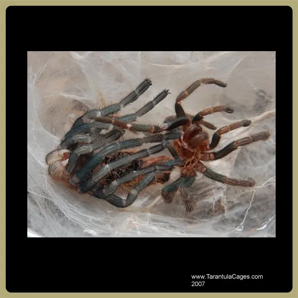 16786 substrate tarantula