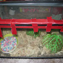 /img/16786-tarantula-molting.webp
