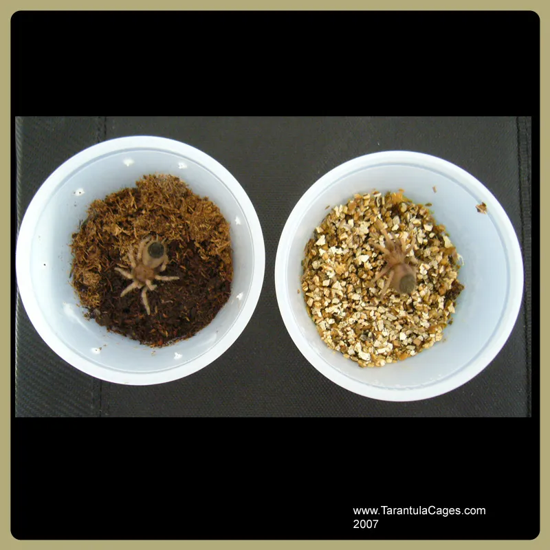 16786 tarantula ventilation