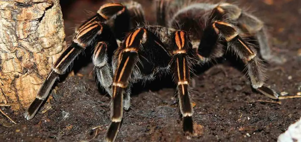 16786 water dish tarantula