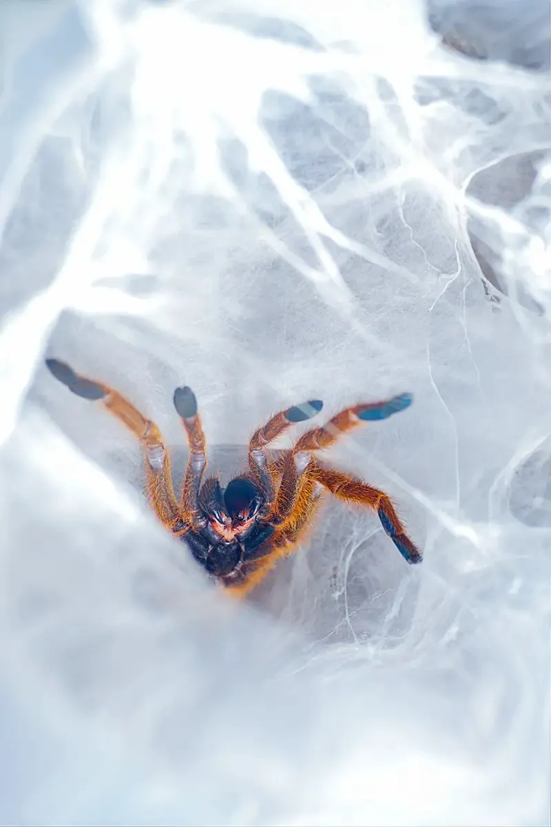 16790 orange baboon tarantula comparison