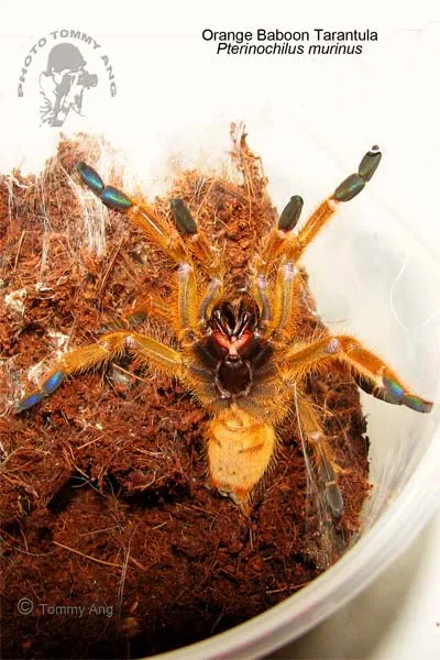 16790 orange baboon tarantula molting