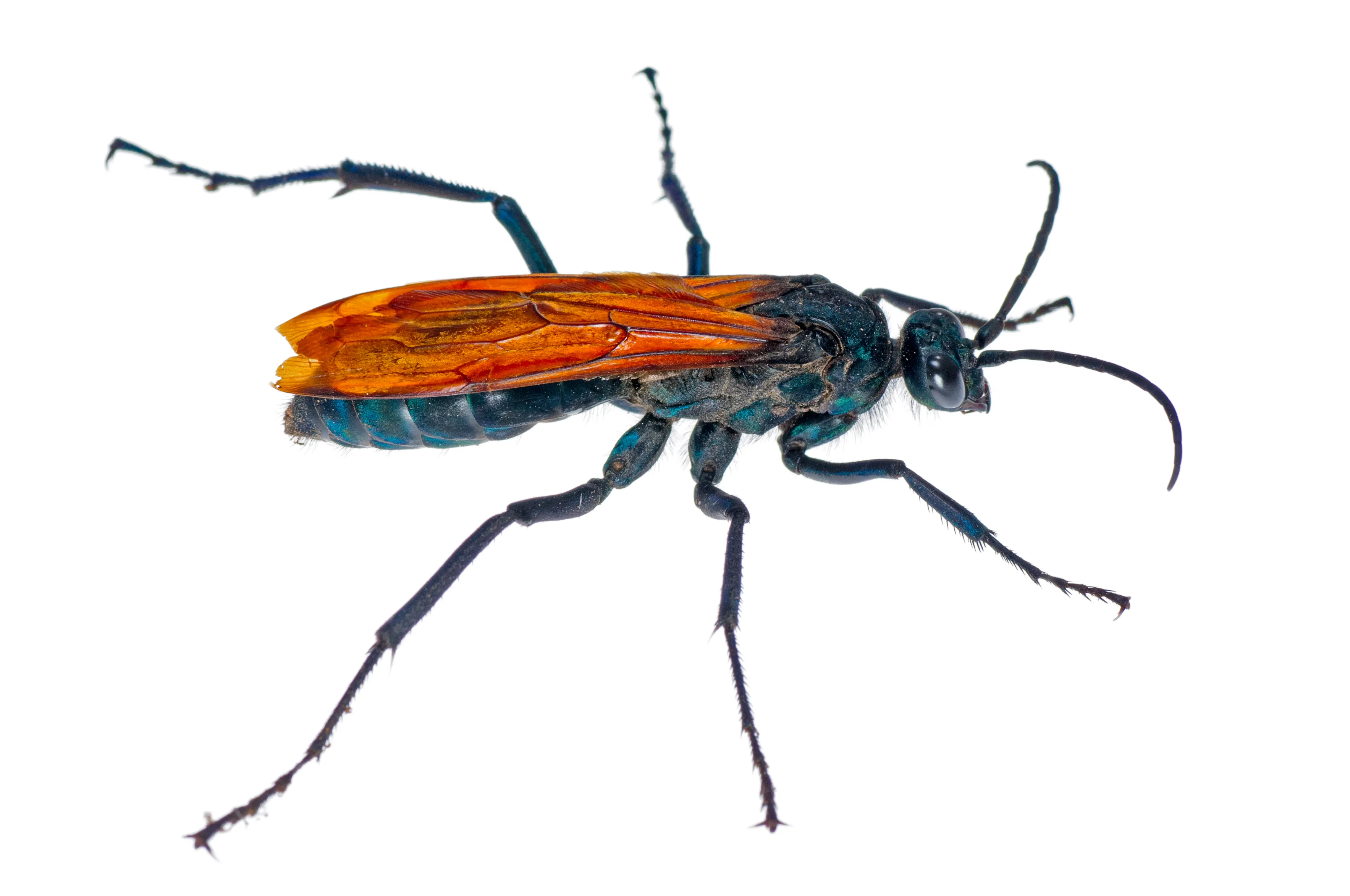 16795 tarantula hawk uav components