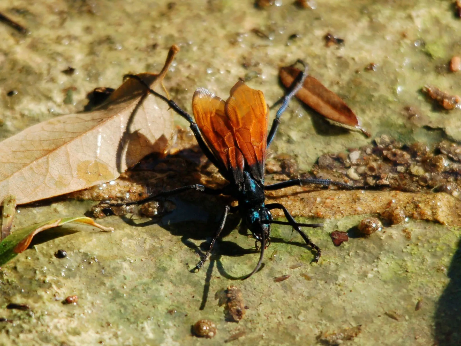16795 tarantula hawk uav flying