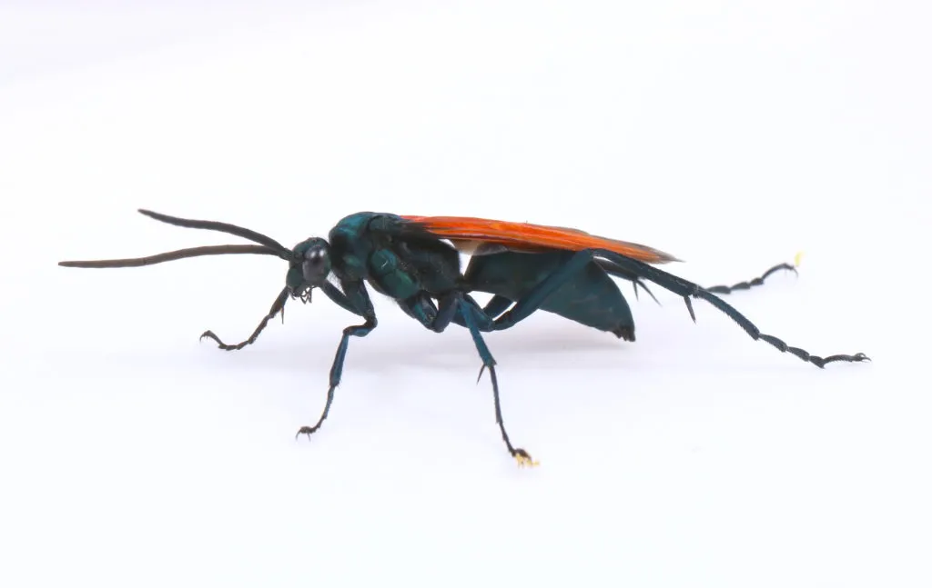 /img/16795-tarantula-hawk-uav-future.webp