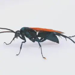 /img/16795-tarantula-hawk-uav-future.webp