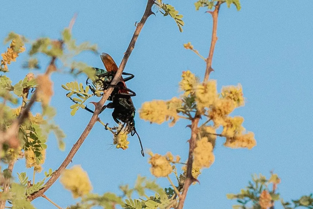 16795 tarantula hawk uav maintenance