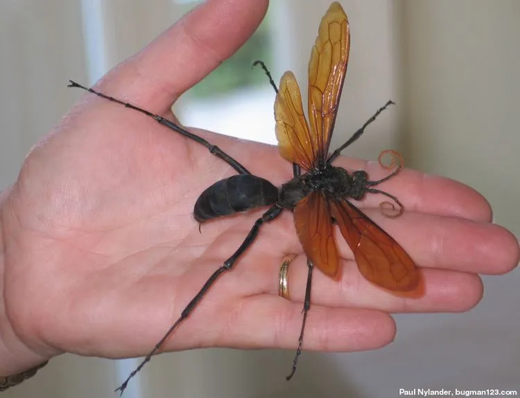 16795 tarantula hawk uav overview