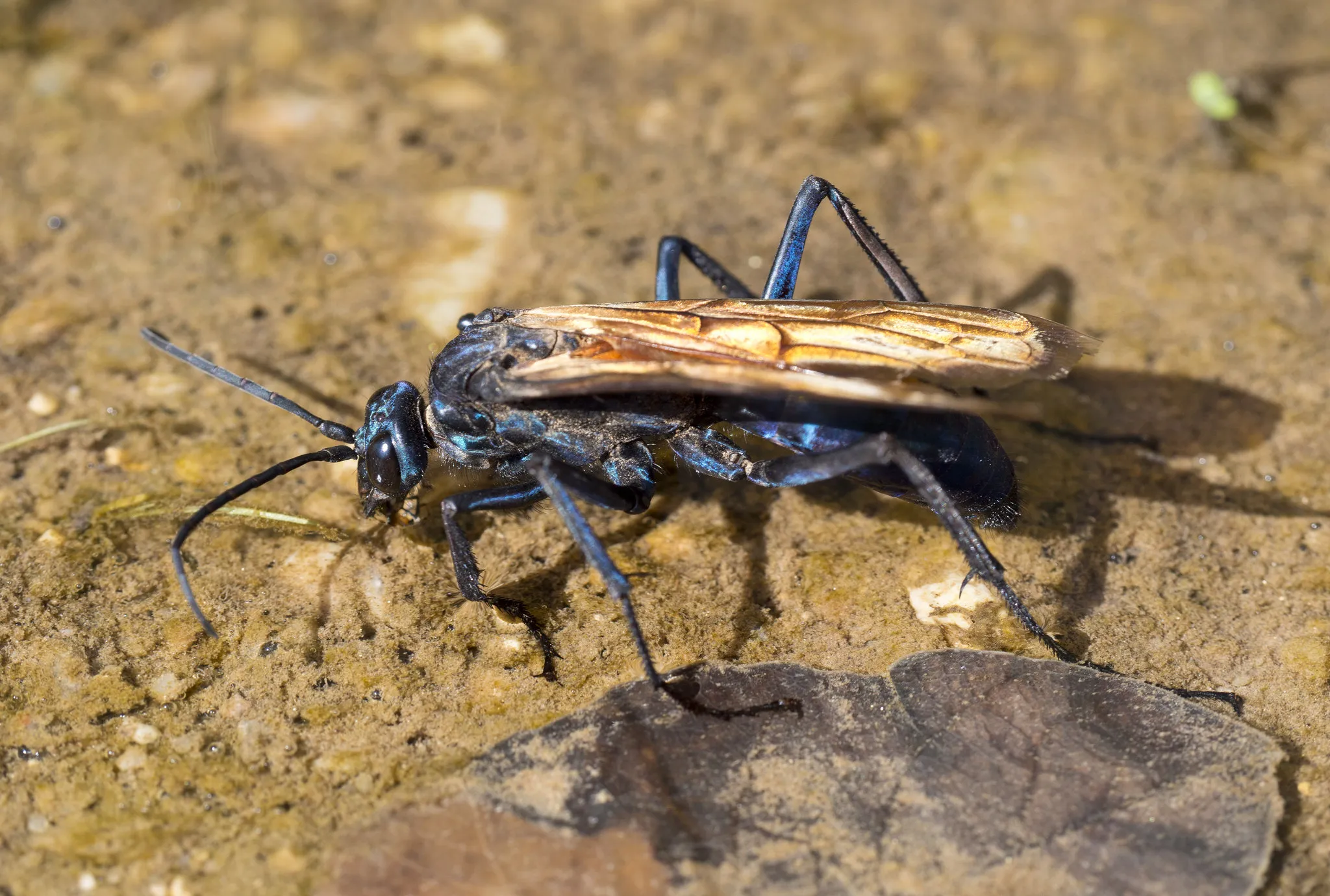 16795 tarantula hawk uav regulations