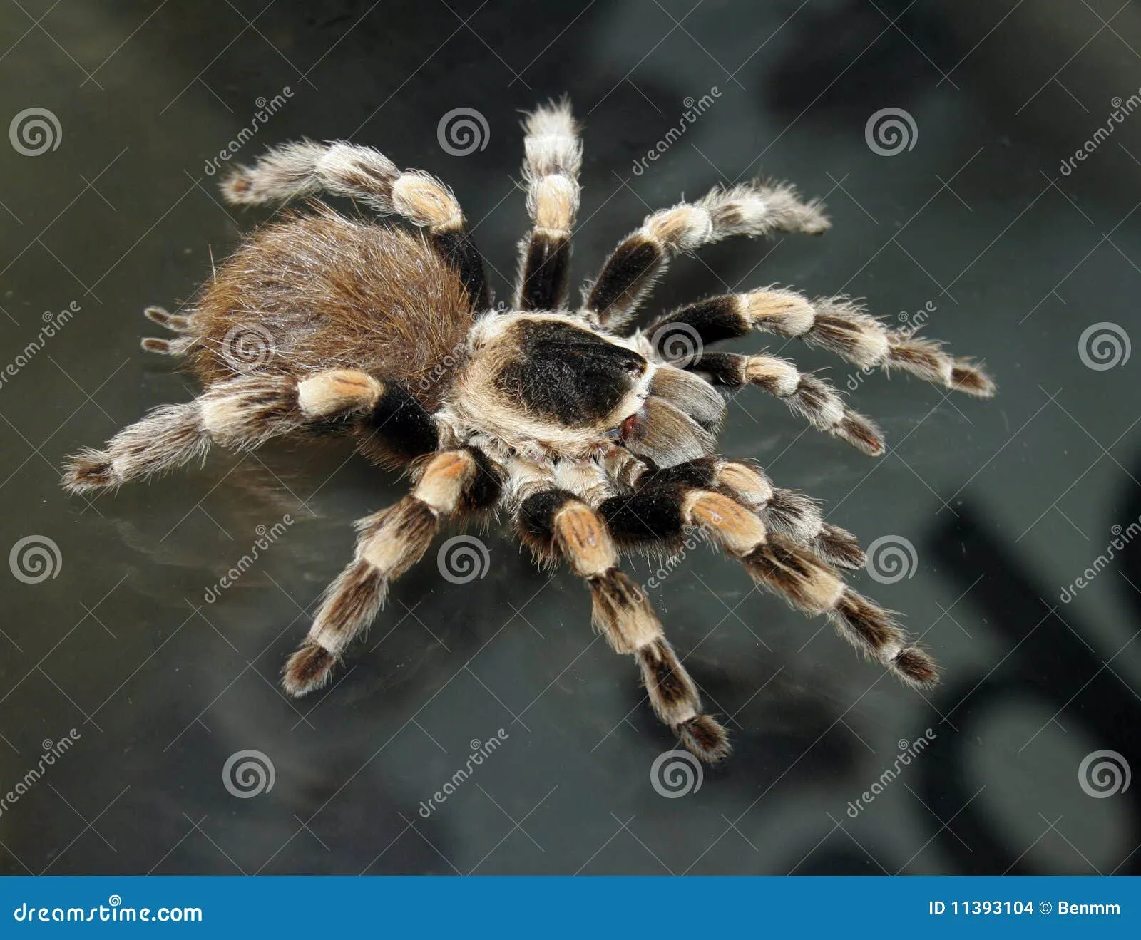 16797 tarantula feeding