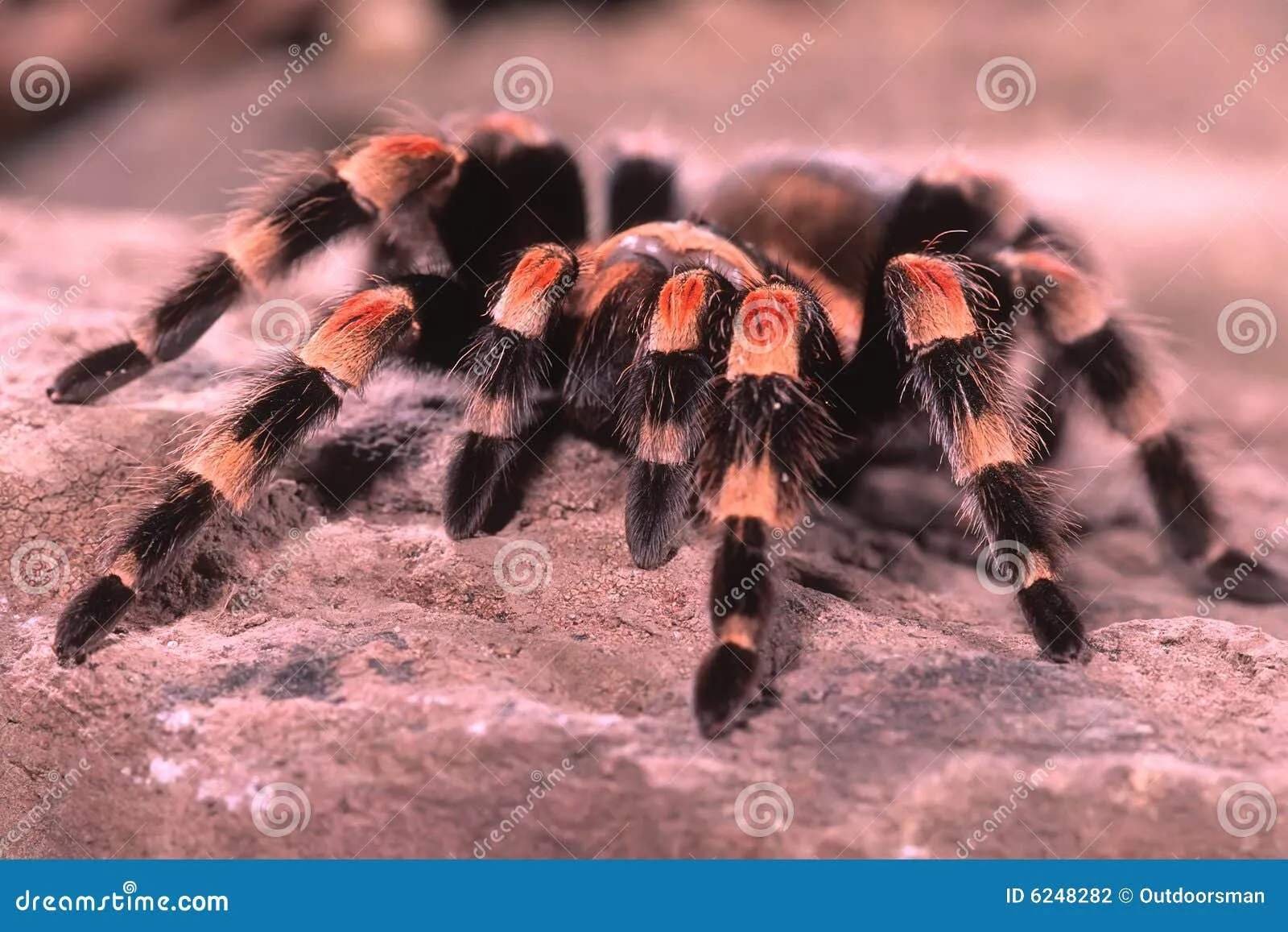 16797 tarantula habitat