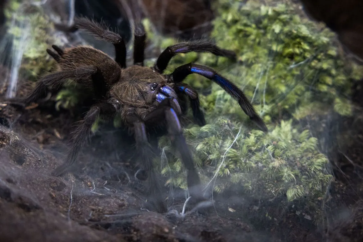 16797 tarantula handling
