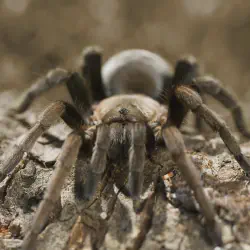 /img/16797-tarantula-health.webp