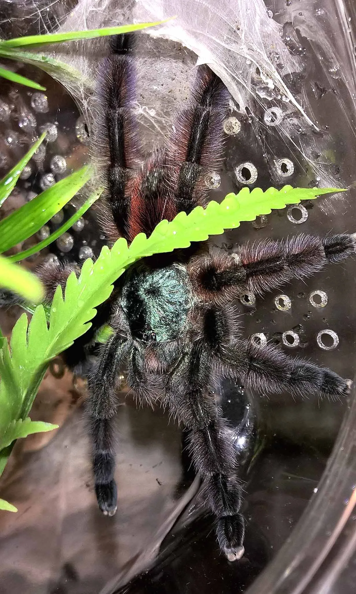 16797 tarantula venom