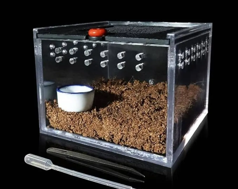 16799 cleaning solution tarantula