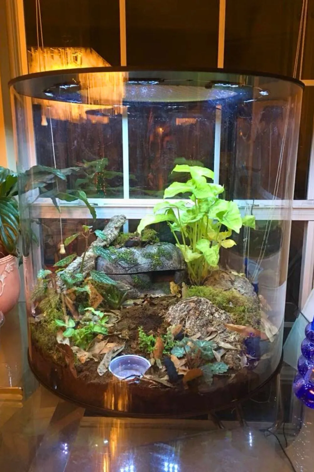 16799 handling tarantula