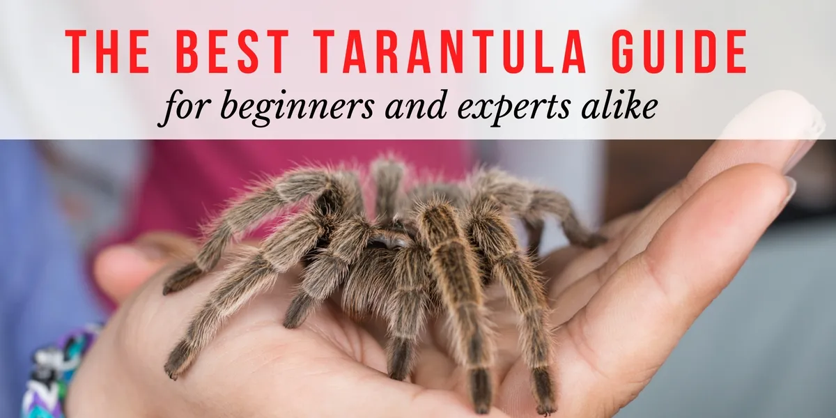16804 approaching tarantula