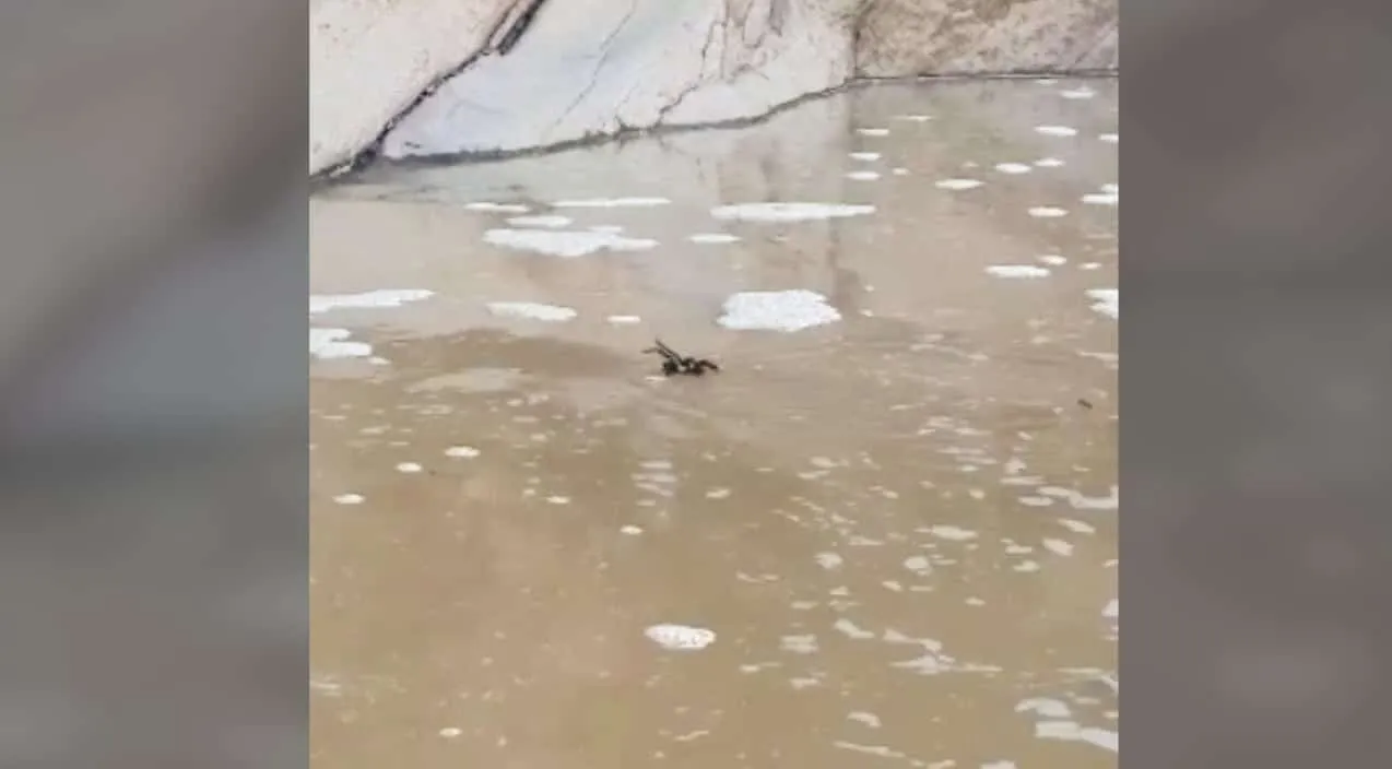 16808 texas swimming tarantula conservation