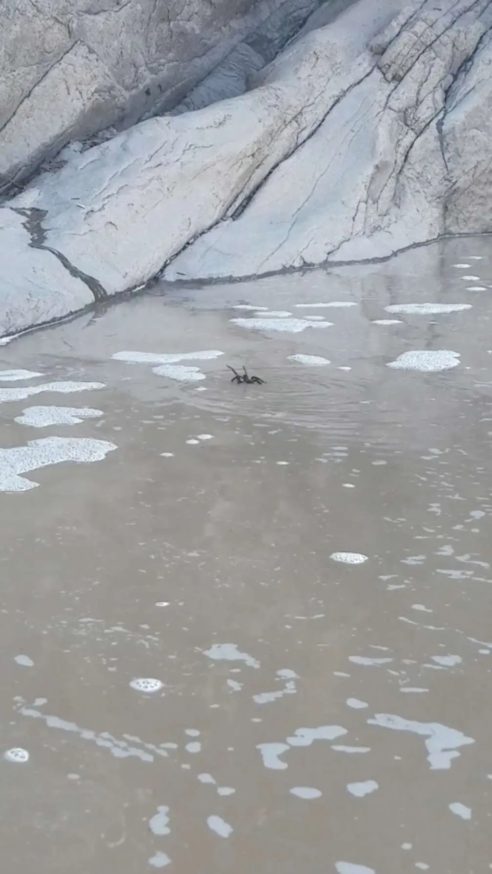 /img/16808-texas-swimming-tarantula-defense.webp