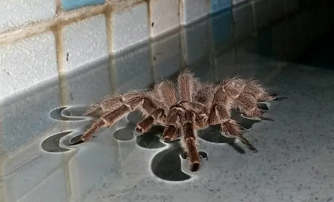 16808 texas swimming tarantula overview