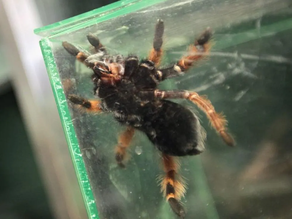16808 texas swimming tarantula swimming