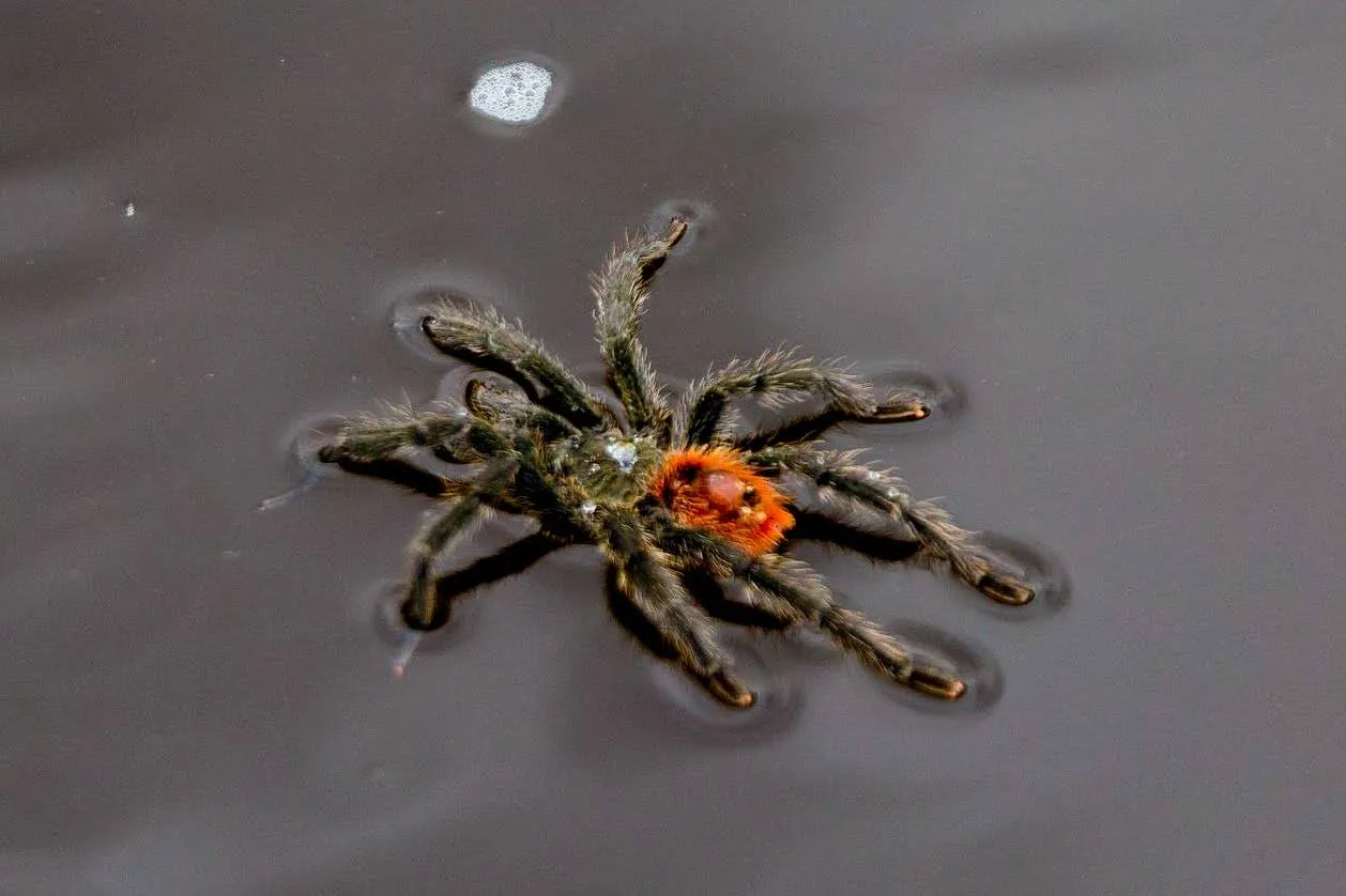 16808 texas swimming tarantula venom