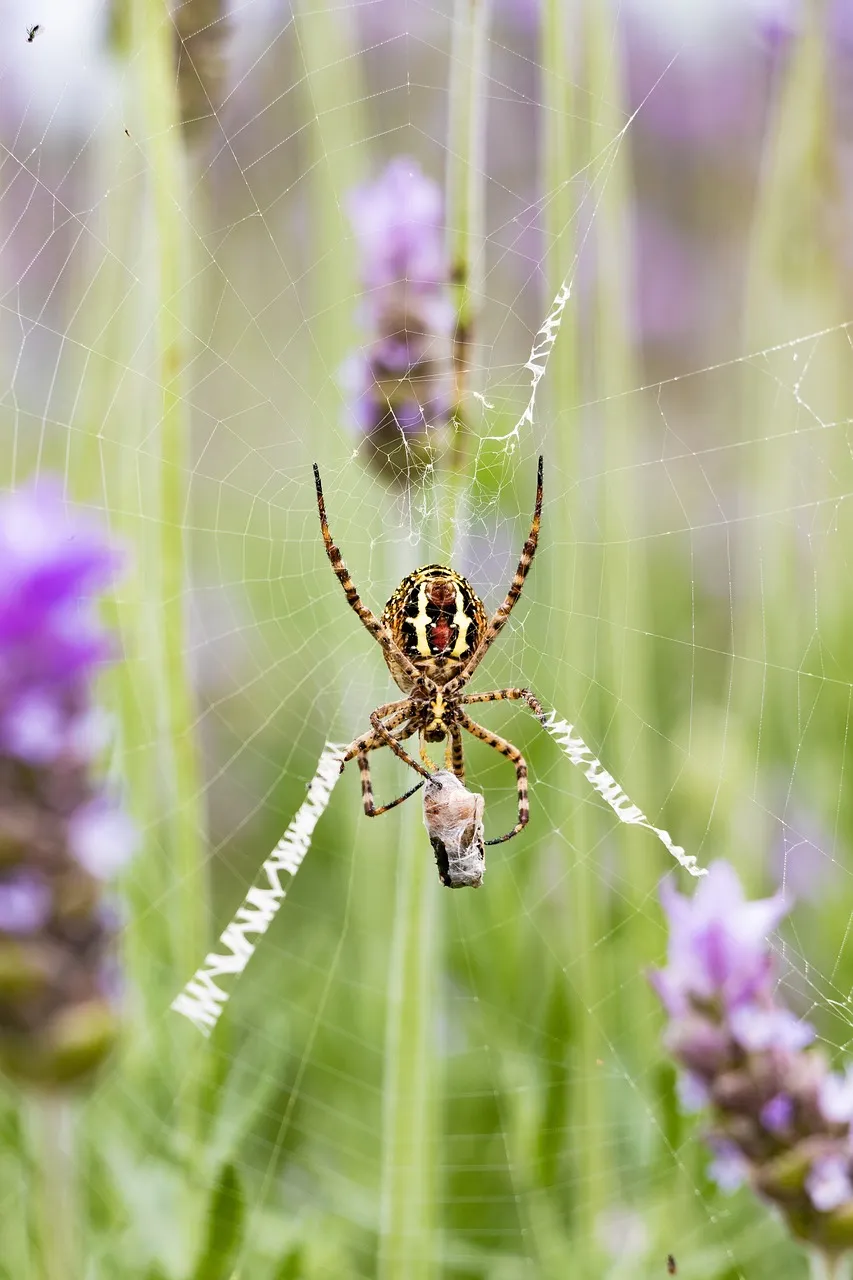/img/16809-birdeater-tarantula-cobweb-close-up.webp