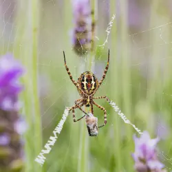 /img/16809-birdeater-tarantula-cobweb-close-up.webp