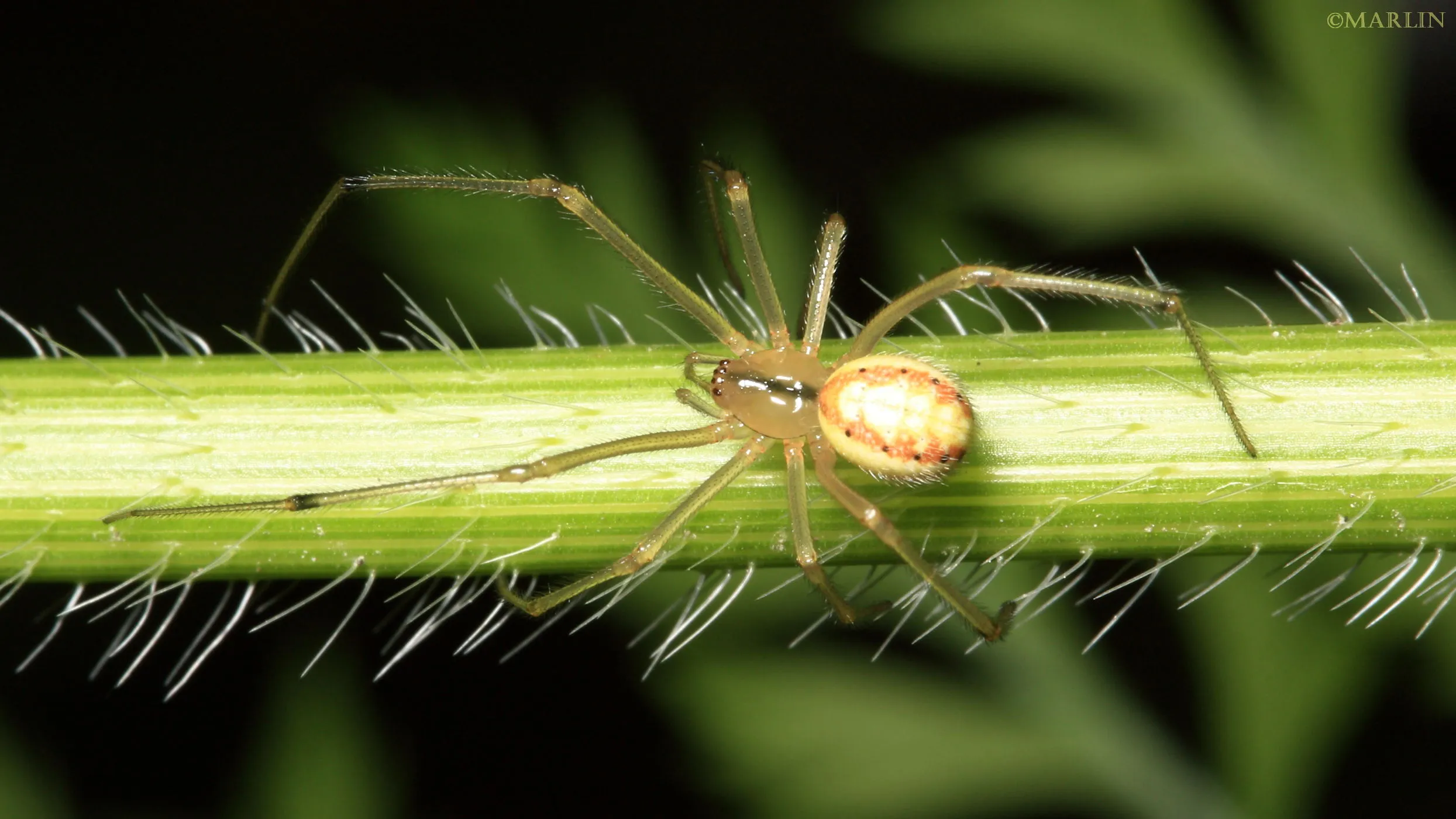 16809 birdeater tarantula hunting web