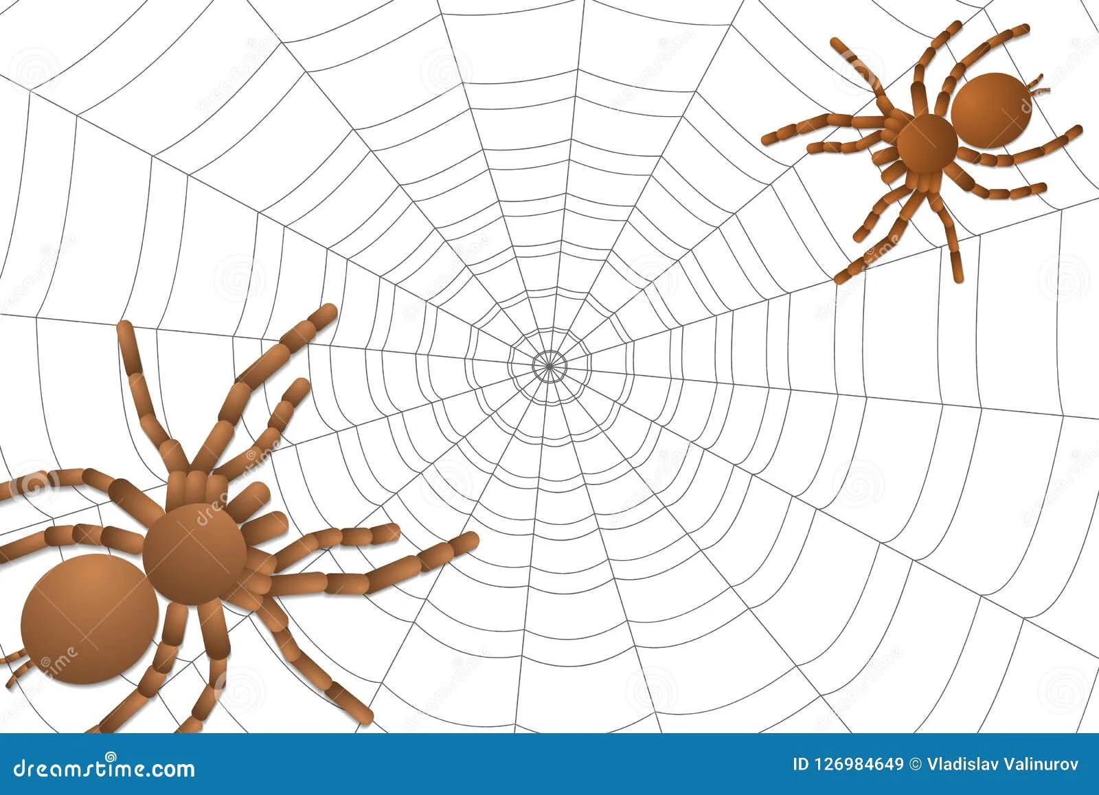16809 birdeater tarantula web construction