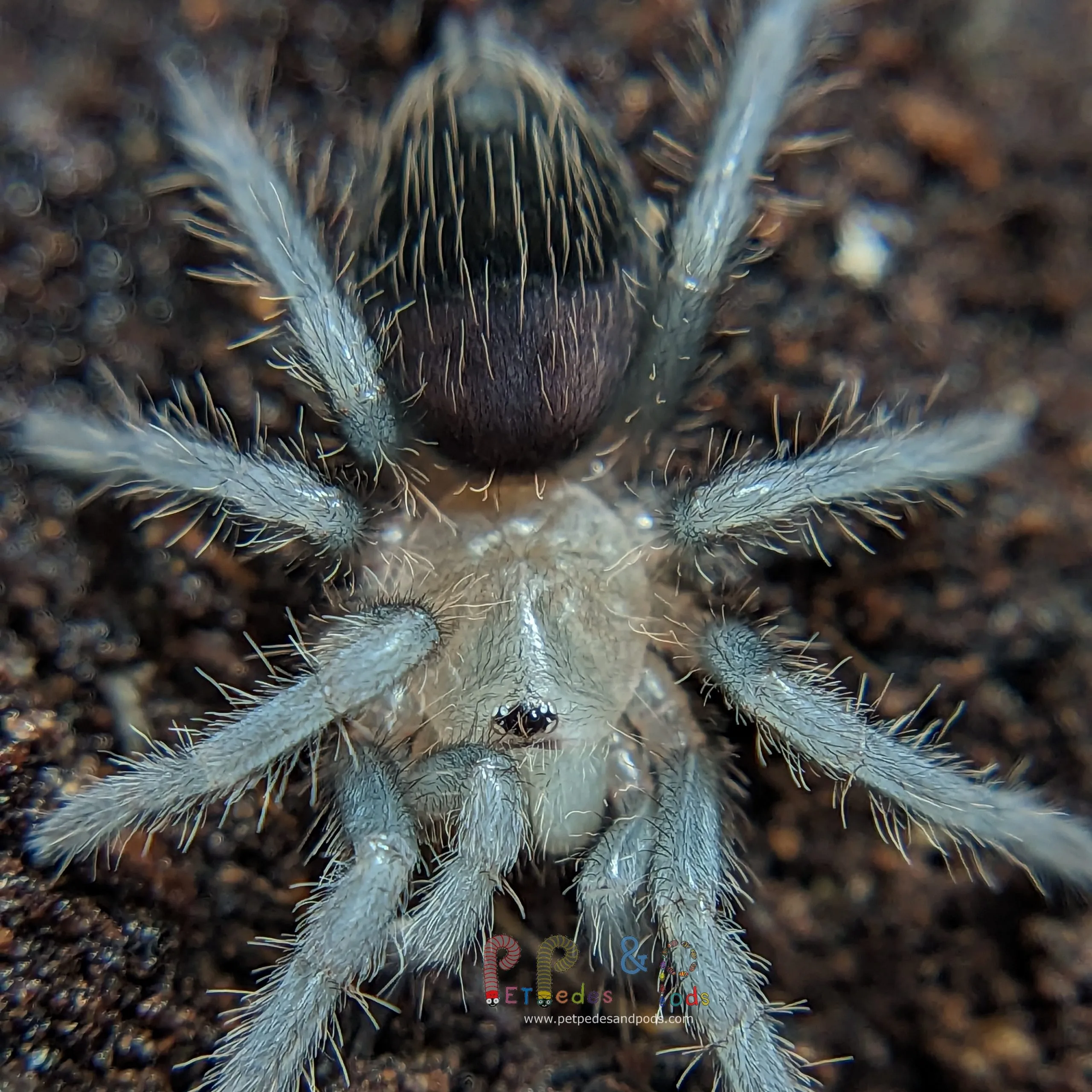 16810 tarantula sling enclosure