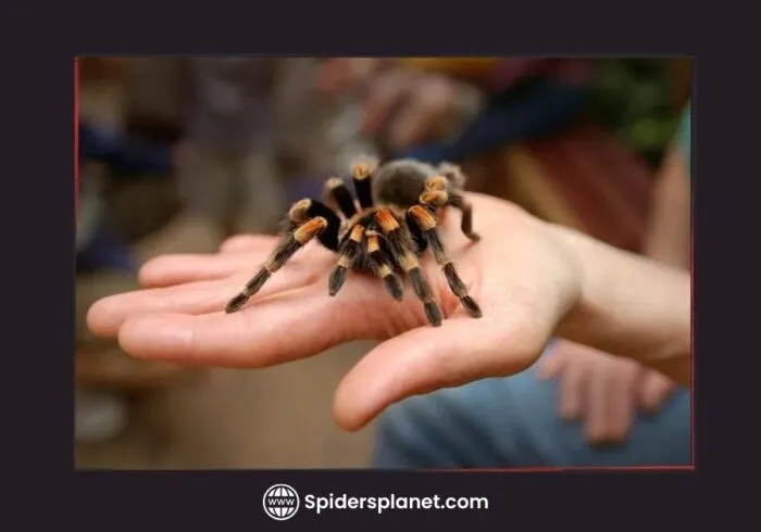 16810 tarantula sling handling