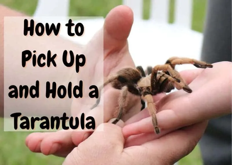 16810 tarantula sling health