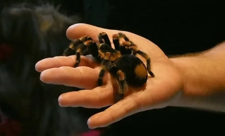 16810 tarantula sling substrate