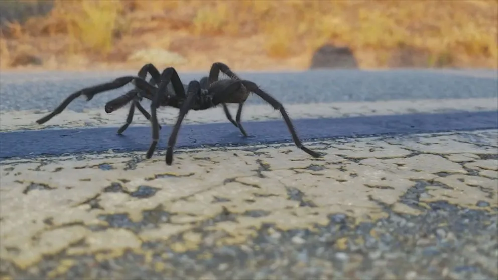 16811 baby tarantula behavior