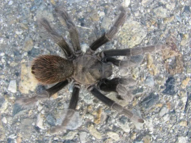 16811 baby tarantula conservation