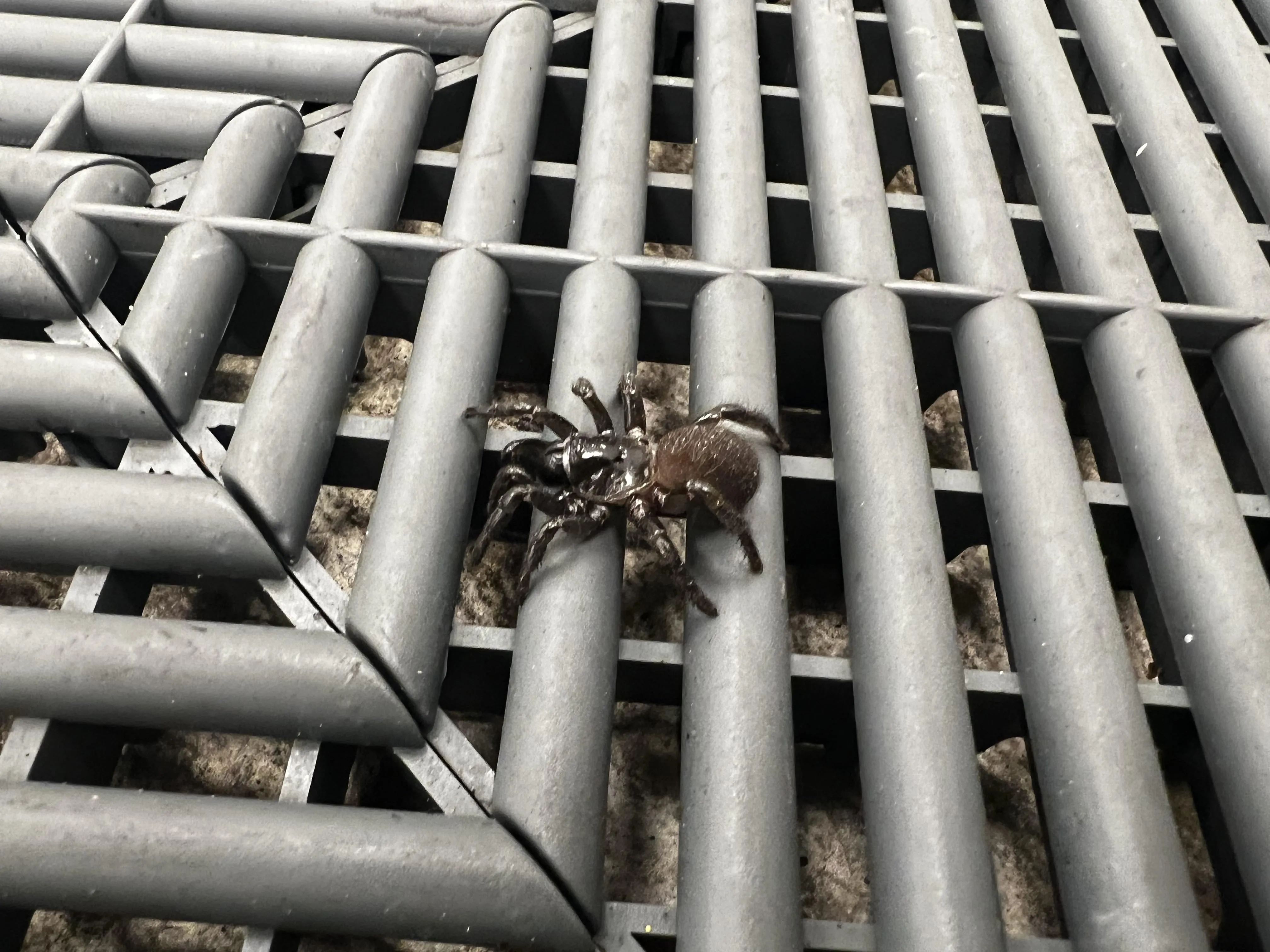 16811 baby tarantula identification