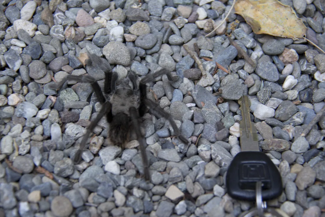 /img/16811-baby-tarantula-predators.webp