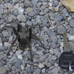 /img/16811-baby-tarantula-predators.webp