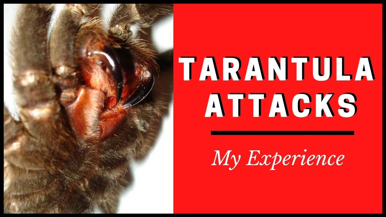 16812 ants attacking tarantula