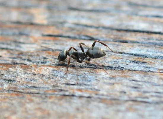 16812 ants marching