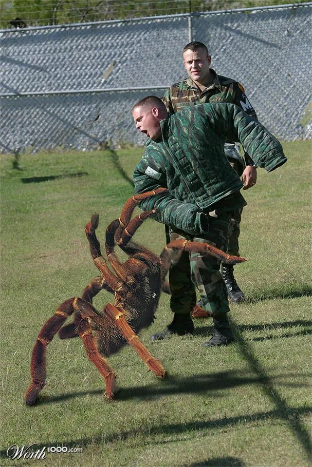 /img/16812-tarantula-and-ants-environment.webp