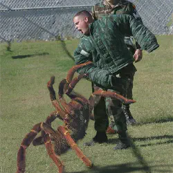/img/16812-tarantula-and-ants-environment.webp