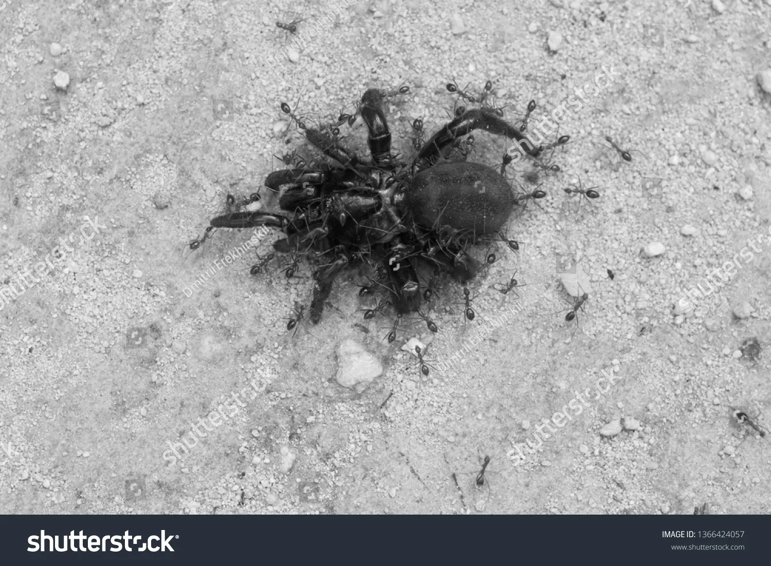 16812 tarantula defending
