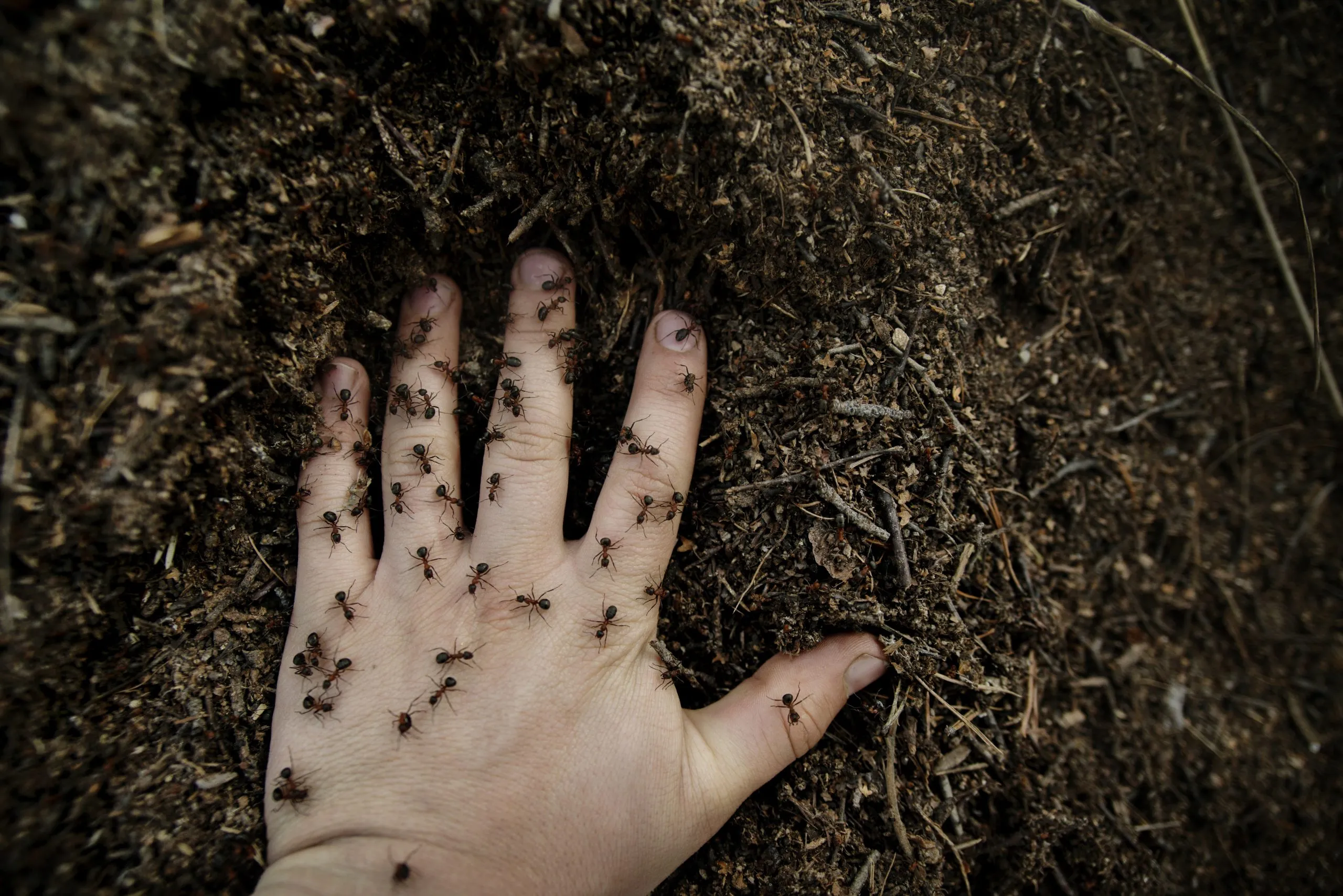 16812 tarantula vs ants verdict
