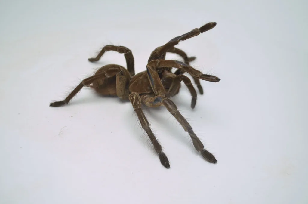 16813 goliath birdeater in australia 3