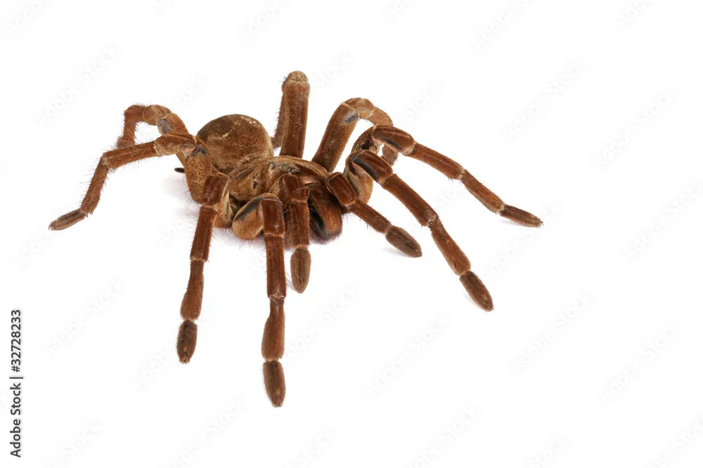 16813 goliath birdeater in australia 4
